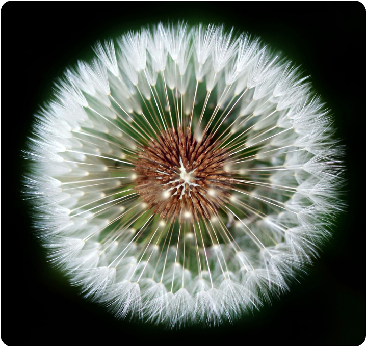 00. flower 3 curved maybe website-2 00. flower 3 curved maybe website-2