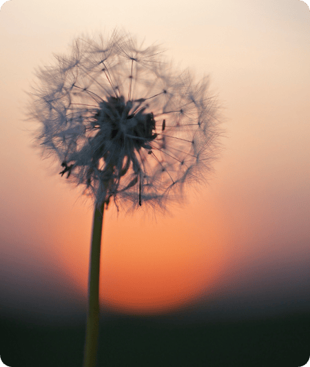 dandelion sunset cropped rounded no line-2